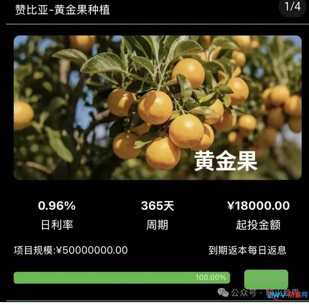 别再上当!“华洋绿投”海外种果树全是假的:高额日息、虚构品种、盗图包装,随时跑路 别再上当!“华洋绿投”海外种果树全是假的:高额日息、虚构品种、盗图包装,随时跑路