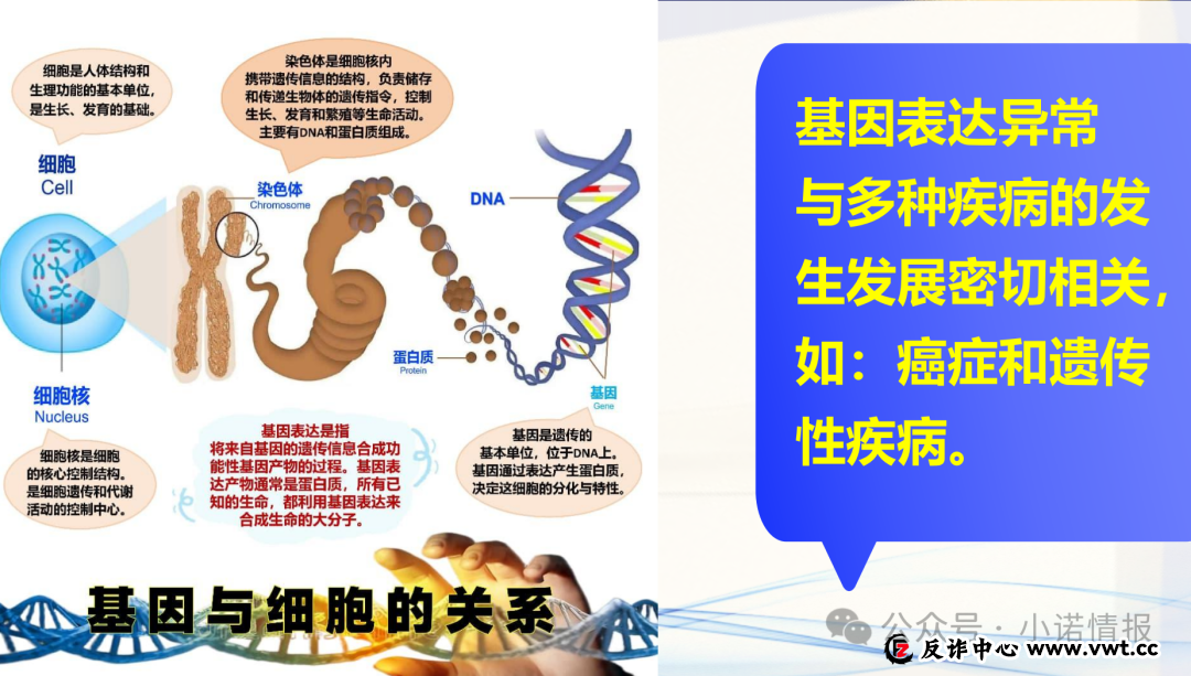 双迪小牛推广产品“茵诺.复春壹号复合多维特殊膳食片”涉嫌夸大宣传,一款食品能治疗多种疾病? 双迪小牛推广产品“茵诺.复春壹号复合多维特殊膳食片”涉嫌夸大宣传,一款食品能治疗多种疾病?